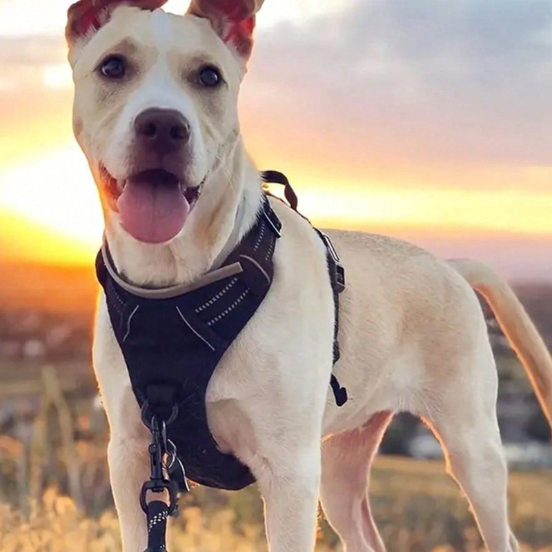 High Reflective Dog Harness Se - Outdoor Adventure Kit 리뷰 및 가격